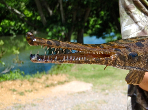 Gefleckter Knochenhecht (Lepisosteus oculatus), 15,00