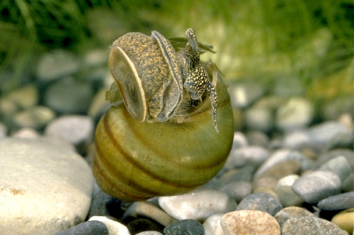 Sumpfdeckelschnecke (Viviparus viviparus), 2,00