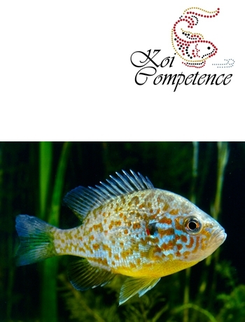 Gemeiner Sonnenbarsch (Lepomis gibbosus), 4,00