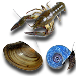 Muscheln, Schnecken, Krebse für Gartenteich und Biotop