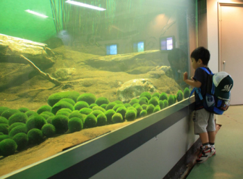 bis 30 cm Durchmesser für Teich oder Aquarium zwei japanische Marimo-Moosbälle 
