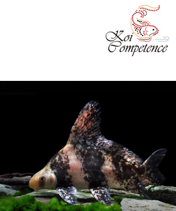 Wimpelkarpfen (Myxocyprinus asiaticus)