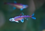 Regenbogenelritze (Notropis chrosomus)