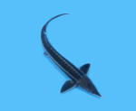 Sterlet (Acipenser ruthenus)