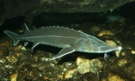 Sterlet (Acipenser ruthenus)