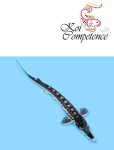 Sternhausen (Acipenser stellatus)