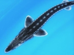 Sternhausen (Acipenser stellatus)