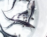 Sternhausen (Acipenser stellatus)