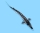 Sternhausen (Acipenser stellatus)