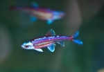 Regenbogenelritze (N. chrosomus) 2 - 3 cm, 50 Stück
