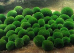 Japanischer Marimo Algenball Ø 3 - 5 cm, 10 Stück