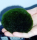 Japanischer Marimo Algenball Ø 3 - 5 cm, 10 Stück