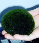Japanischer Marimo Algenball Ø 3 - 5 cm, 50 Stück