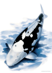 Koi Kunstdruck 3er Set Hochformat, limitierte Auflage