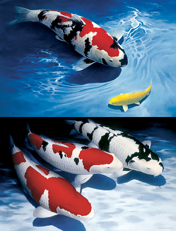 Koi Kunstdruck 3er Set Querformat, limitierte Auflage