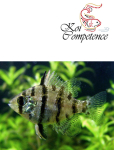 Scheibenbarsch (Enneacanthus chaetodon)