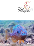 Großohr-Sonnenbarsch (Lepomis megalotis) 1,5 - 2 cm