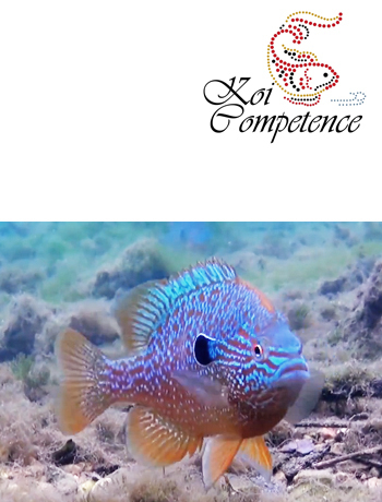 Großohr-Sonnenbarsch (Lepomis megalotis) 2 - 3 cm