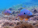 Großohr-Sonnenbarsch (Lepomis megalotis) 3 - 4 cm