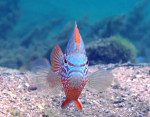 Großohr-Sonnenbarsch (Lepomis megalotis) 3 - 4 cm