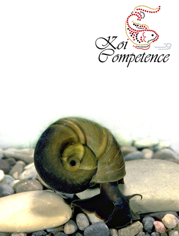 Posthornschnecke (Planorbarius corneus)