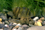 Sumpfdeckelschnecke (Viviparus viviparus)