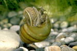 Sumpfdeckelschnecke (V. viviparus) Ø 2 - 4 cm, 1 Stück