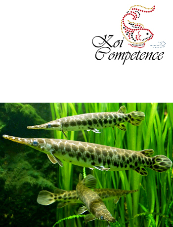 Gefleckter Knochenhecht (Lepisosteus oculatus)