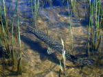 Gefleckter Knochenhecht (Lepisosteus oculatus)