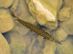 Gefleckter Knochenhecht (Lepisosteus oculatus)