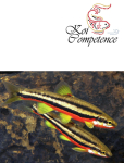 Rotbauchelritze (Chrosomus erythrogaster)