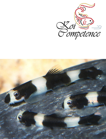Panda Bachschmerle (Yaoshania pachychilus)