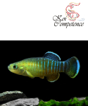 Türkischer Killifisch (A. meandricus) 2 - 3 cm, 5er...