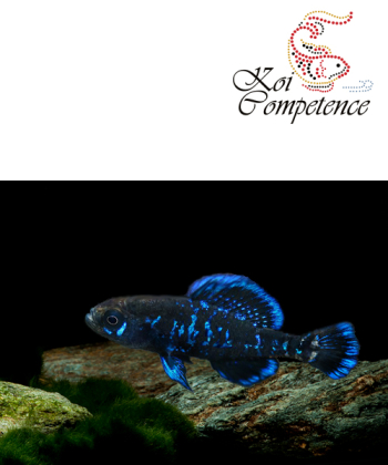 Okefenokee-Zwergschwarzbarsch (E. okefenokee) 1,5 - 3 cm, 2M/1W