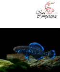 Okefenokee-Zwergschwarzbarsch (E. okefenokee) 1,5 - 3 cm,...