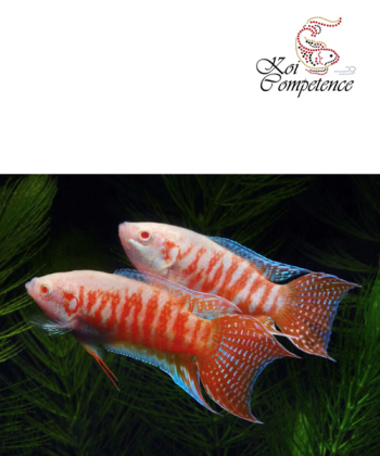 Albino-Paradiesfisch (Macropodus opercularis)