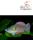 Floridakärpfling (Jordanella floridae)