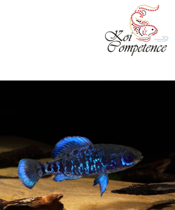 Golfküsten-Zwergschwarzbarsch (E. gilberti) 1,5 - 3 cm, 2M/1W