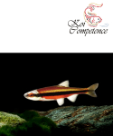 Weißflossenelritze (N. lutipinnis) 4 - 5 cm, 10...