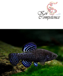Orientkärpfling (Paraphanius similis) 2 - 3 cm, 5...