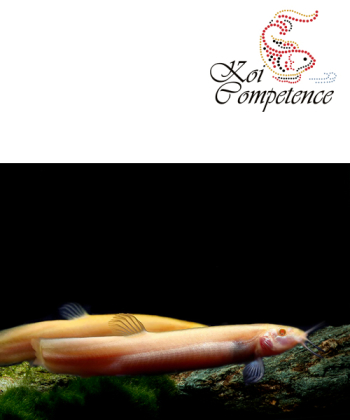 Japanischer Albino Furzfisch (Misgurnus japonicus)