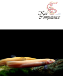Japanischer Albino Furzfisch (Misgurnus japonicus)