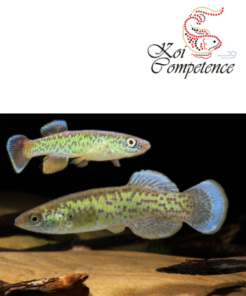 Julisia-Kärpfling (Fundulus julisia)