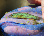 Julisia-Kärpfling (Fundulus julisia)