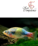 Banderolenkärpfling (X. doadrioi) 3 - 4 cm, 5er...